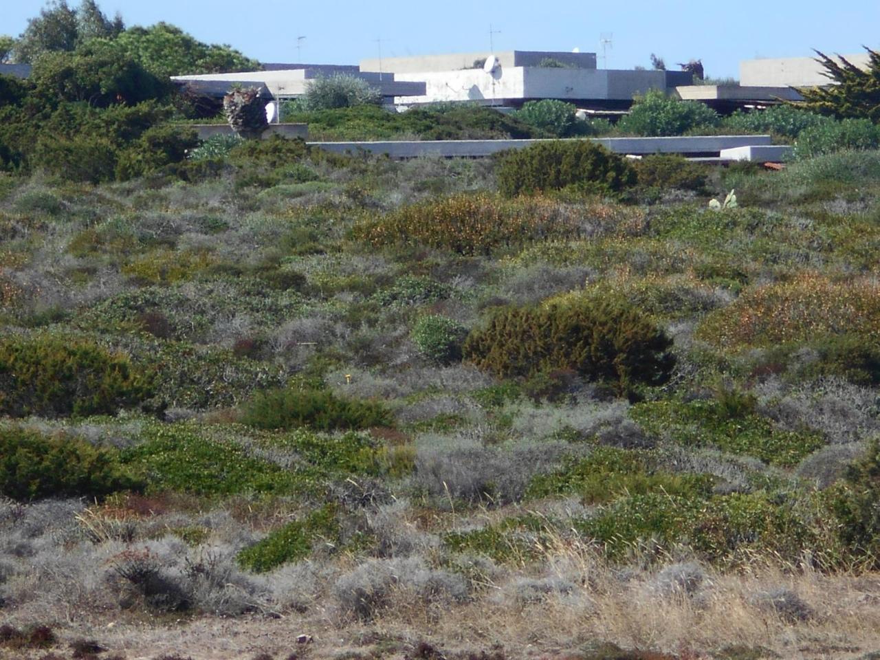 Le Case Punta Negra Villa Stintino Dış mekan fotoğraf